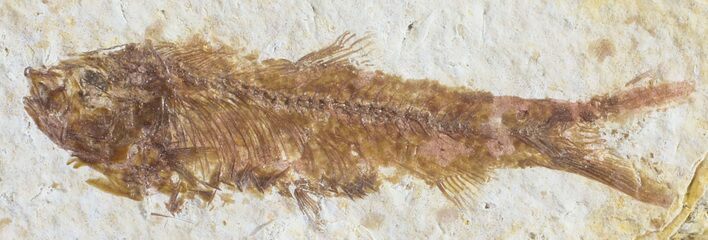 Detailed, Knightia Fossil Fish - Wyoming #53884